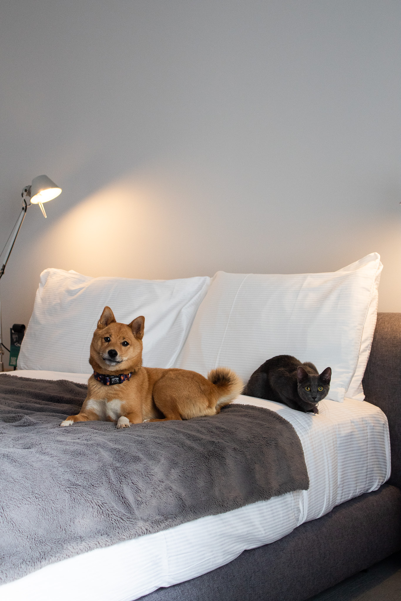 Petfriendly Hotel Gault Montreal