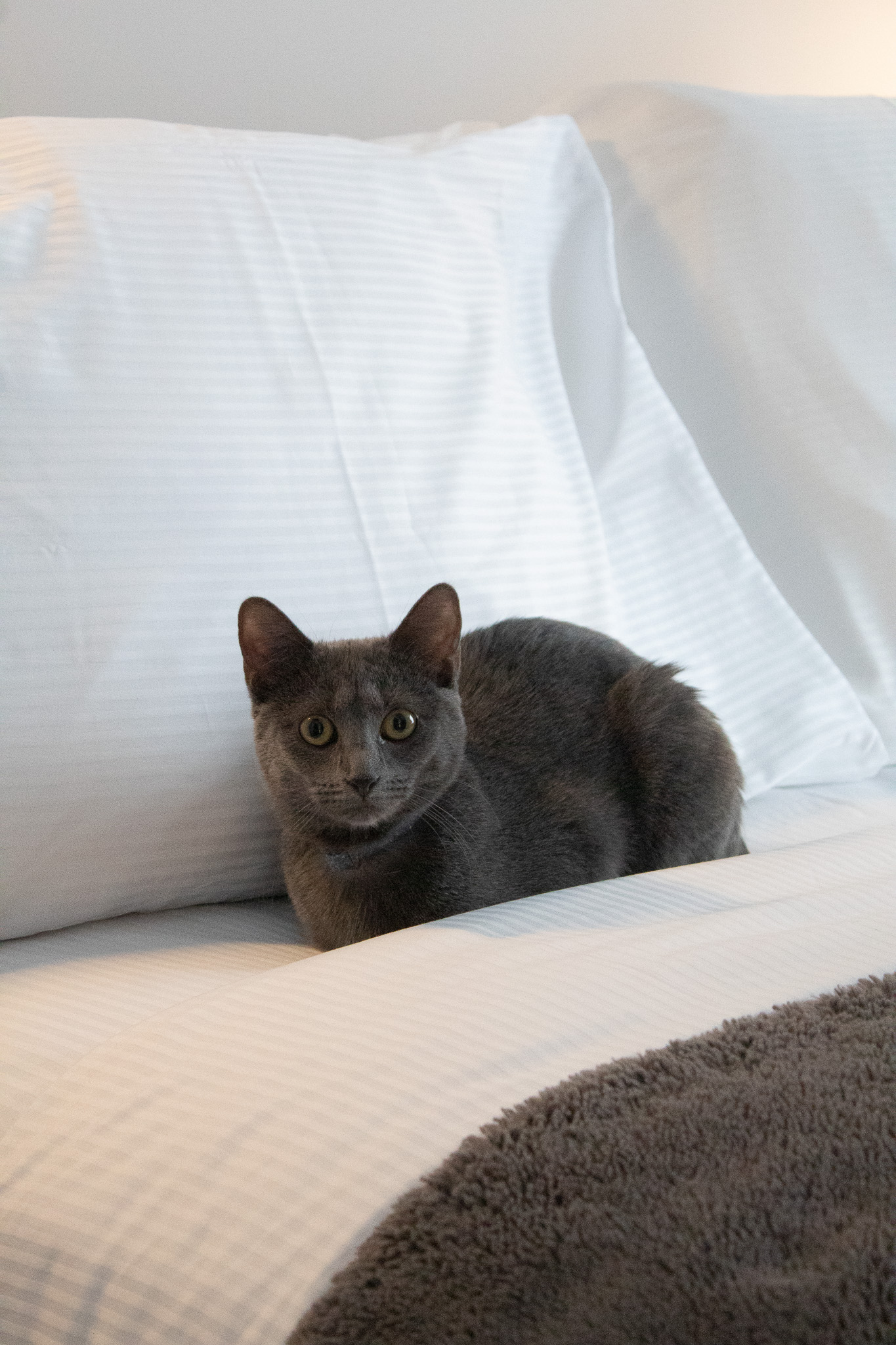 Petfriendly Hotel Gault Montreal