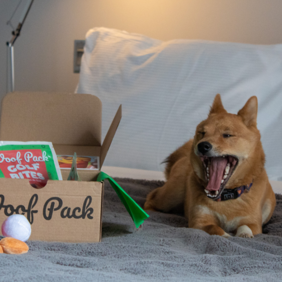 Petfriendly Hotel Gault Montreal