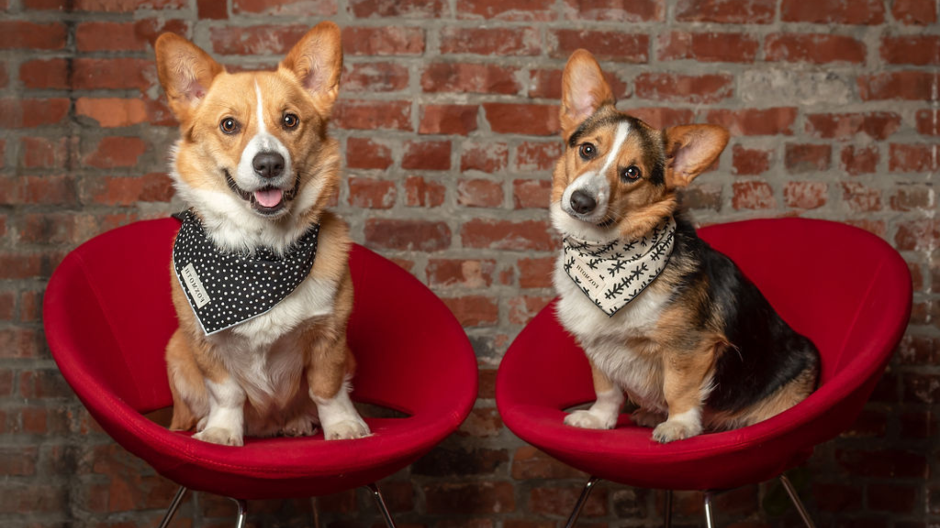 Petfriendly hotel Vieux Montréal